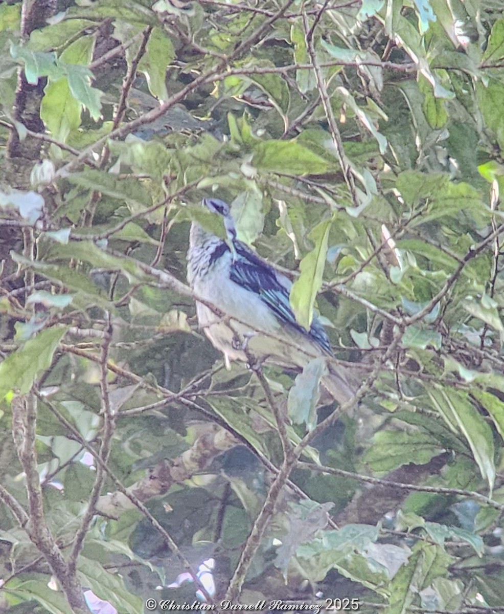 Azure-rumped Tanager - ML642755223