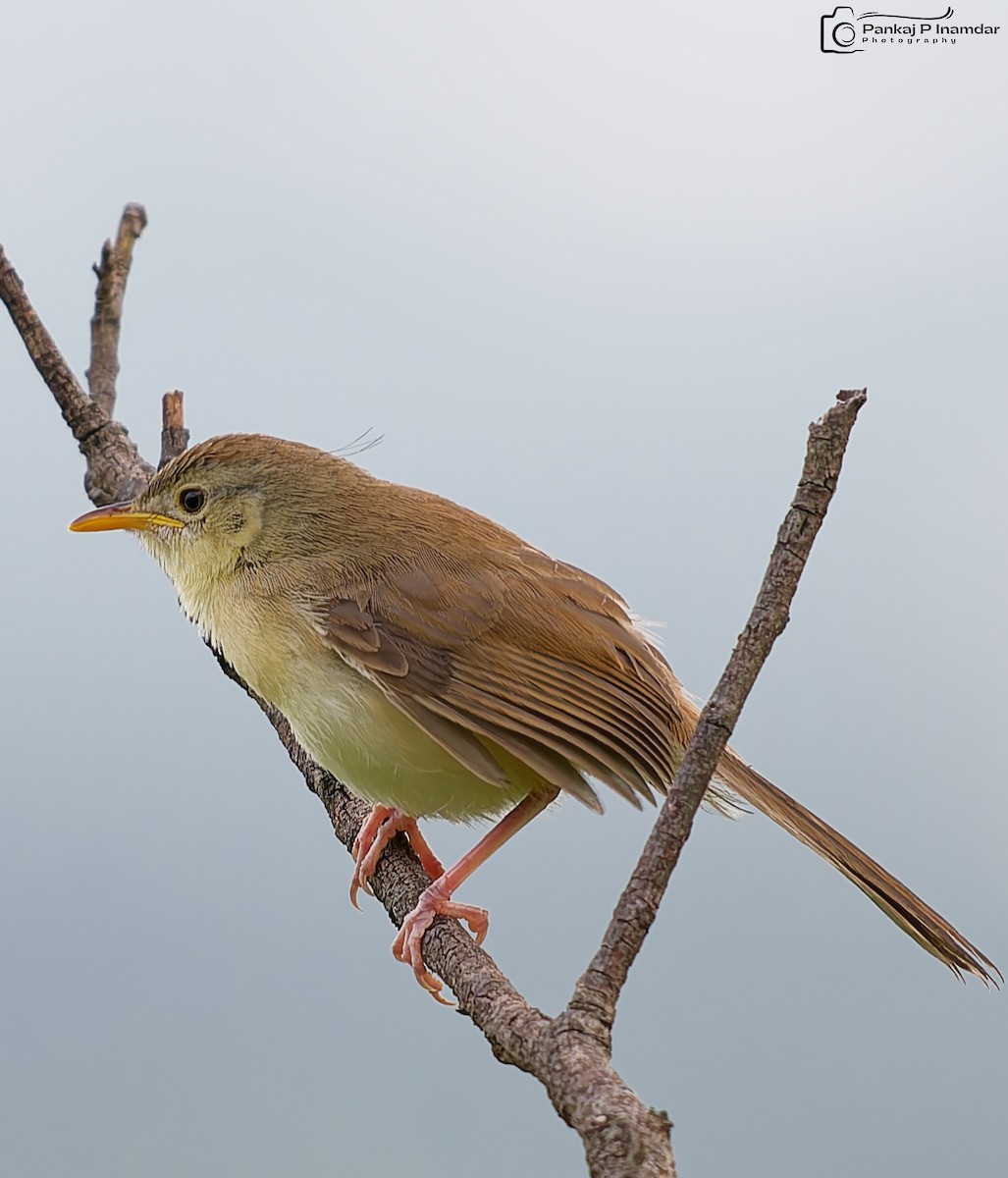 Jungle Prinia - ML642755227