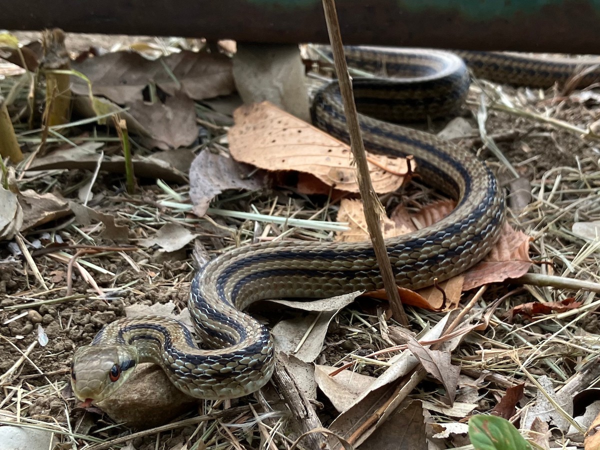 Japanese Four-lined Ratsnake - ML642755228