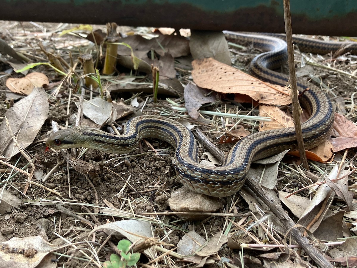 Japanese Four-lined Ratsnake - ML642755229