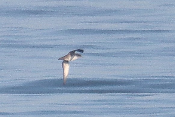 Balearic Shearwater - ML642755262