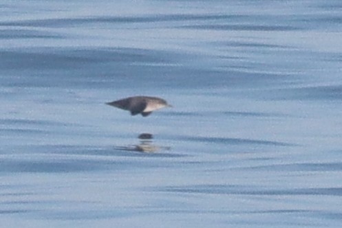 Balearic Shearwater - ML642755263