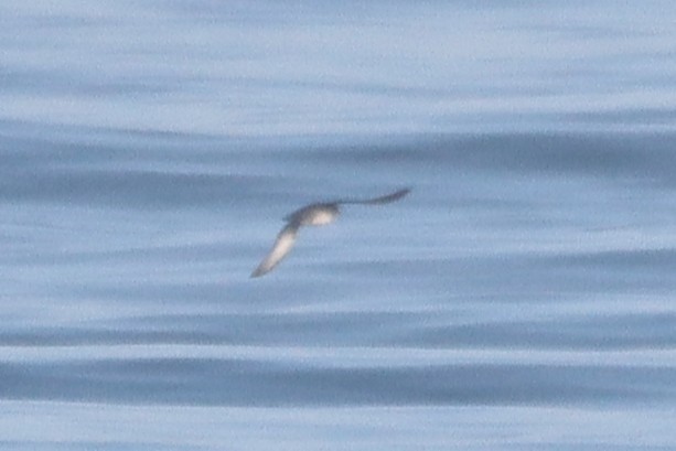Balearic Shearwater - ML642755271