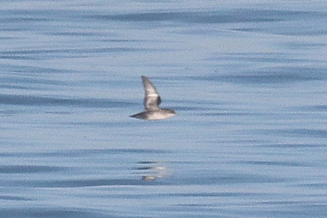 Balearic Shearwater - ML642755272