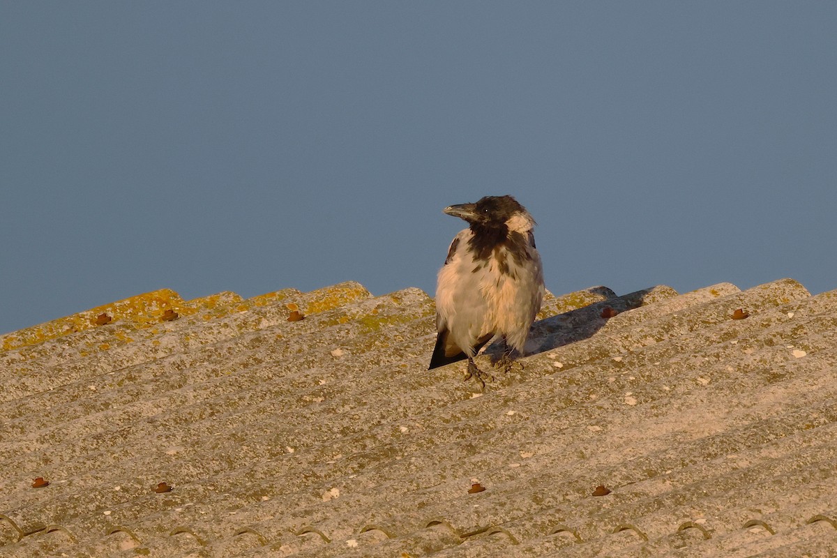 Hooded Crow - ML642755280