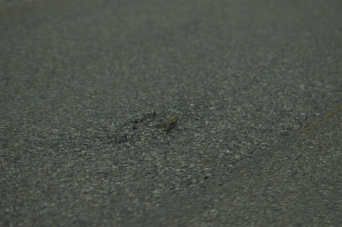 Patagonian Yellow-Finch - ML642755281