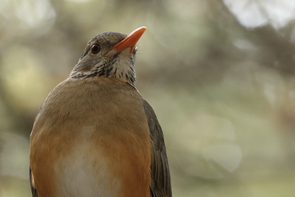 Kurrichane Thrush - ML642755287