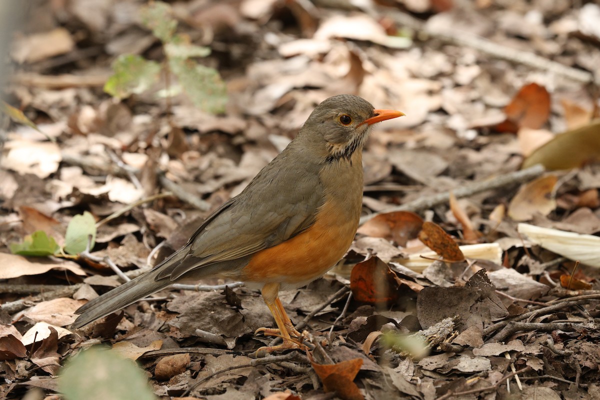 Kurrichane Thrush - ML642755288