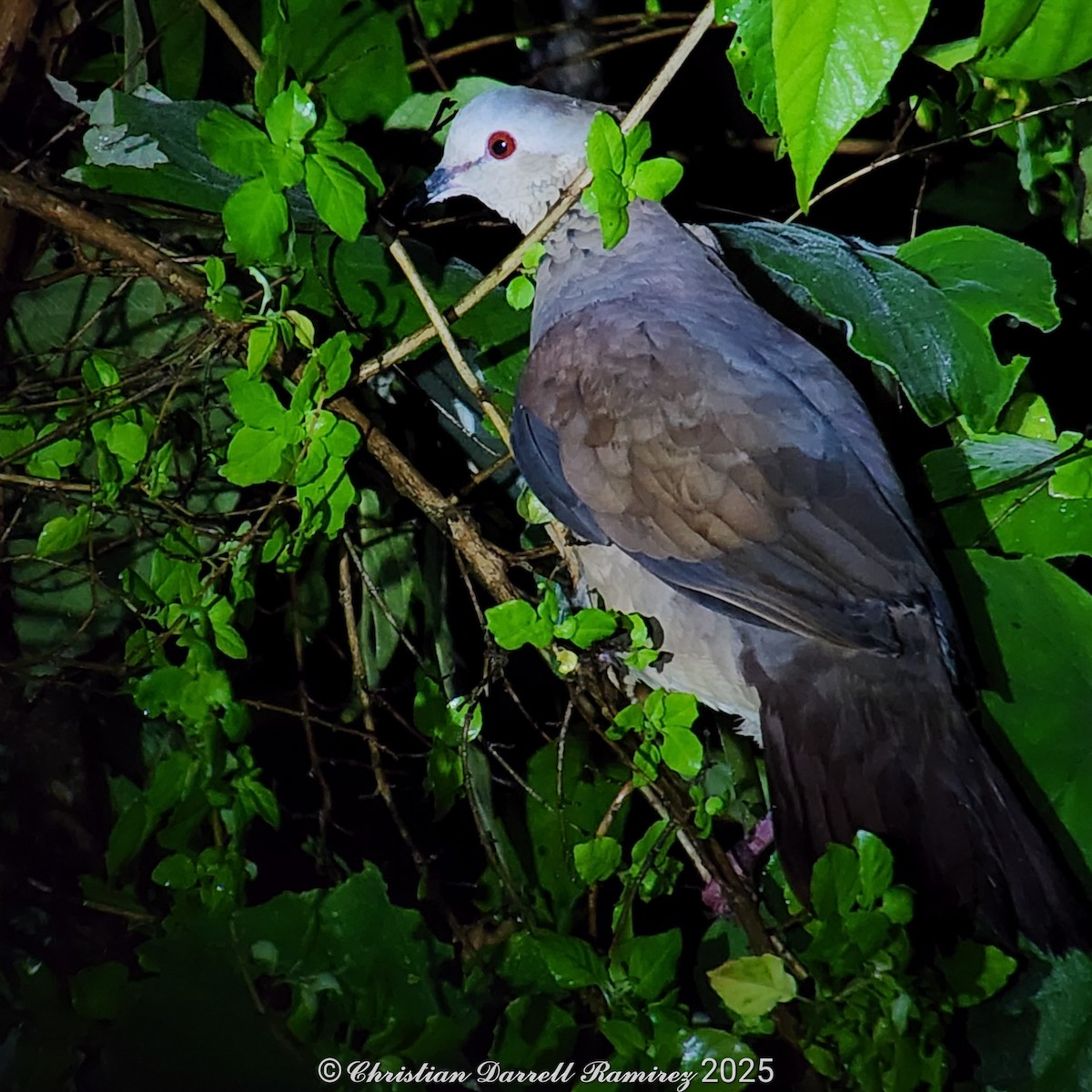 White-faced Quail-Dove - ML642755291