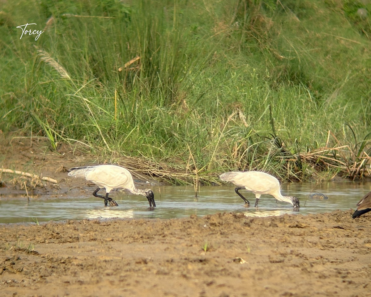 Black-headed Ibis - ML642755298