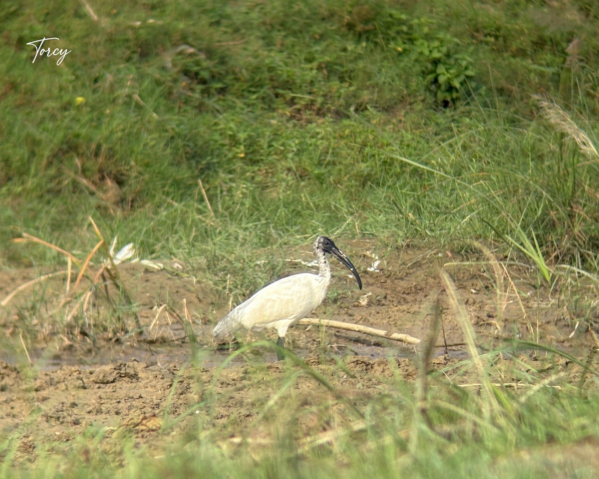 Black-headed Ibis - ML642755299
