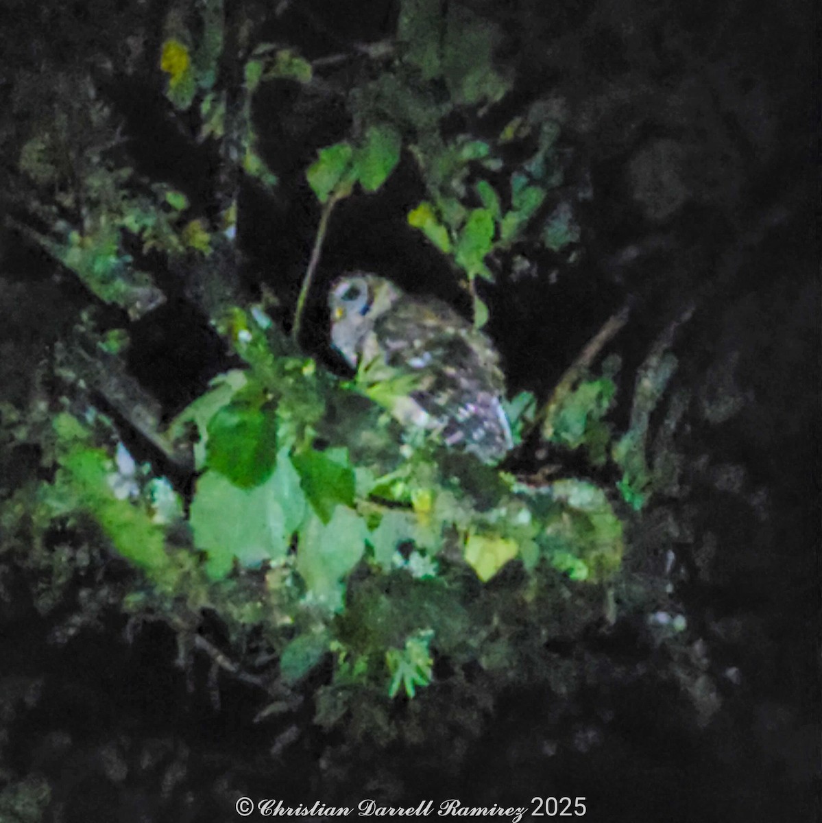 Fulvous Owl - ML642755301