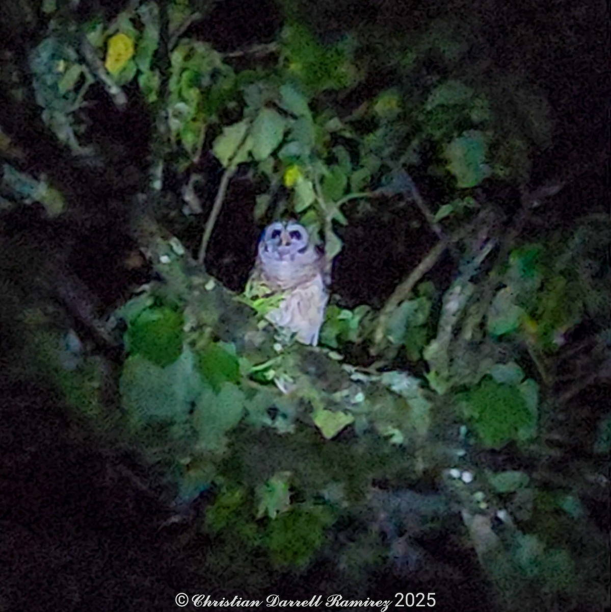 Fulvous Owl - ML642755303