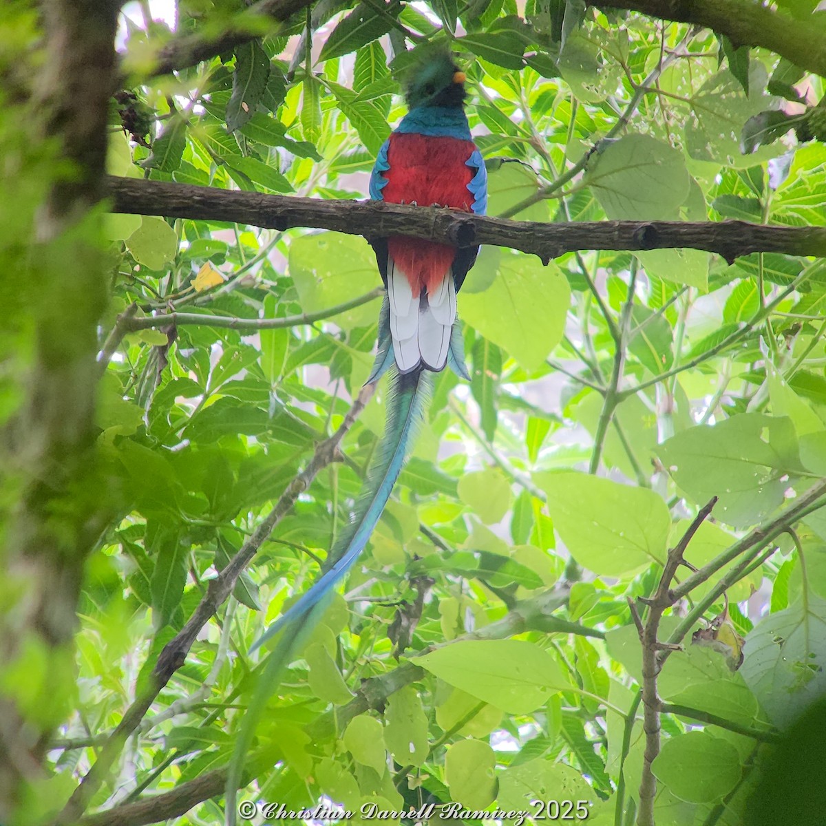Resplendent Quetzal (Guatemalan) - ML642755314