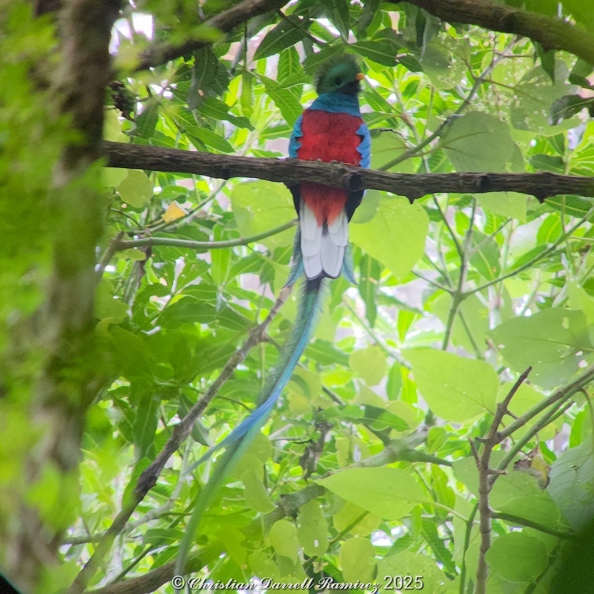 Resplendent Quetzal (Guatemalan) - ML642755315