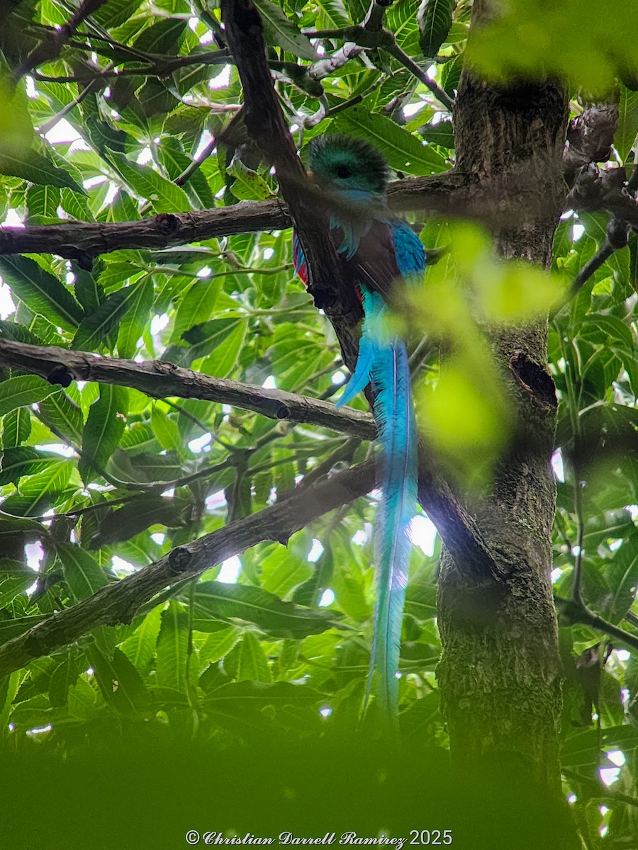 Resplendent Quetzal (Guatemalan) - ML642755316