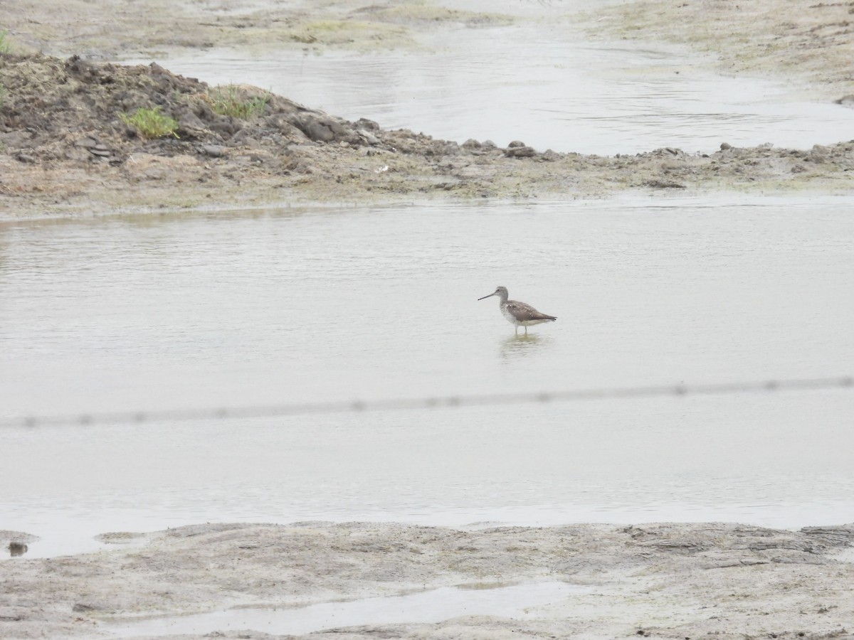 Greater Yellowlegs - ML642755324