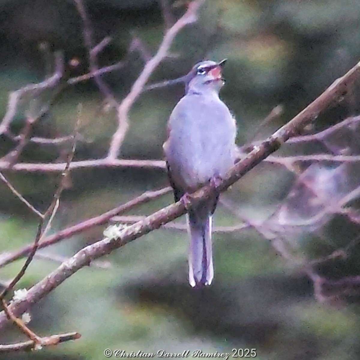 Brown-backed Solitaire - ML642755337