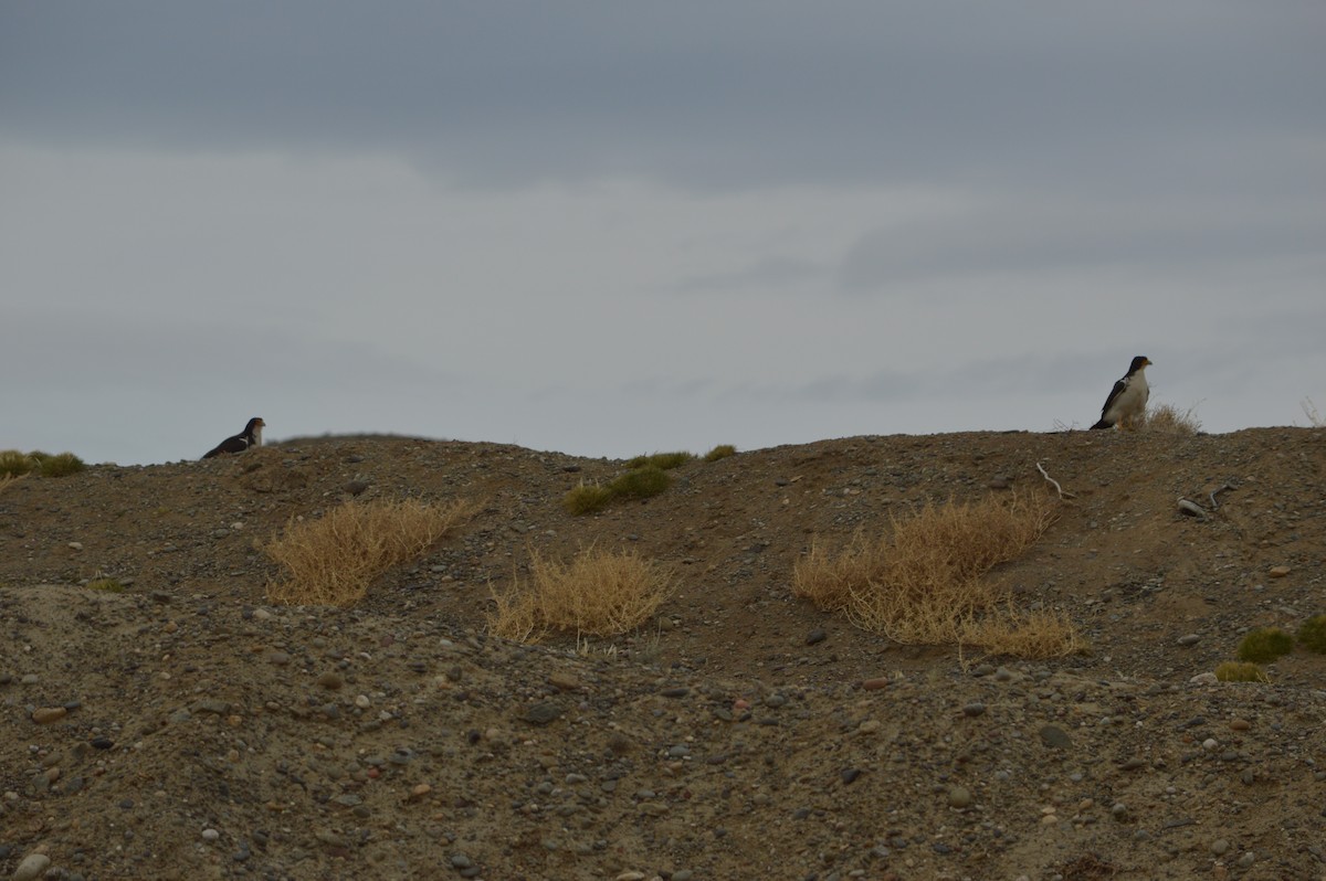 White-throated Caracara - ML642755352