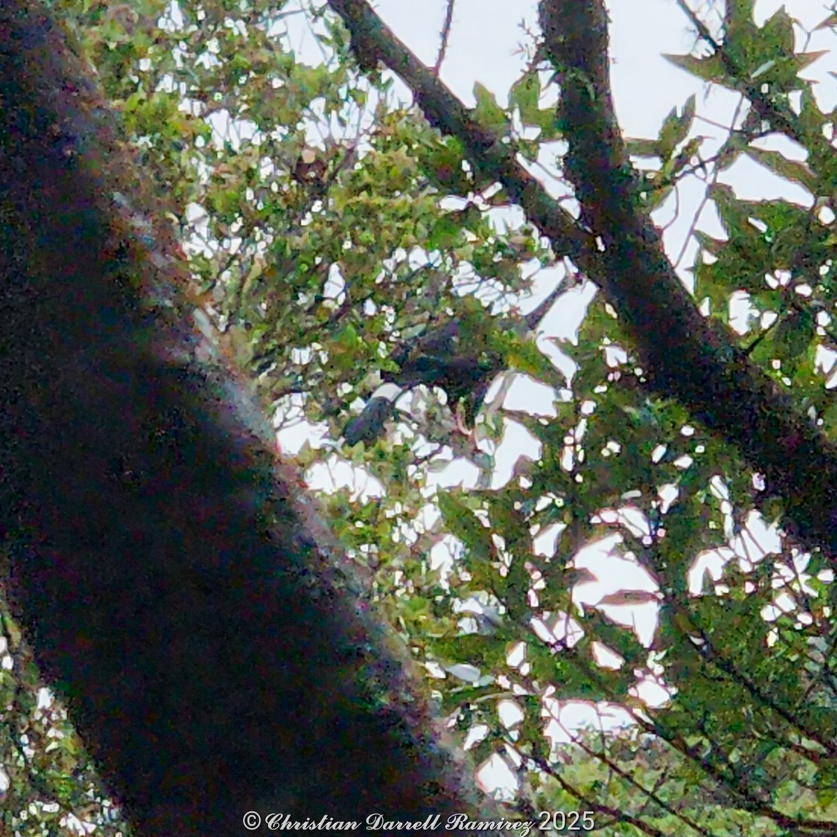 Horned Guan - ML642755355