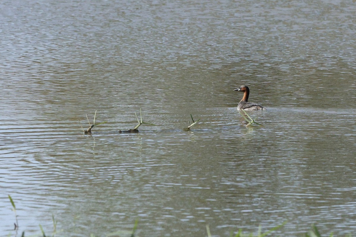 Little Grebe (Little) - ML642755357