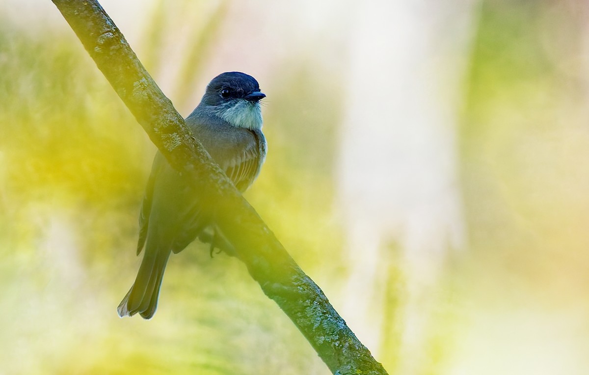 Eastern Phoebe - ML642755372