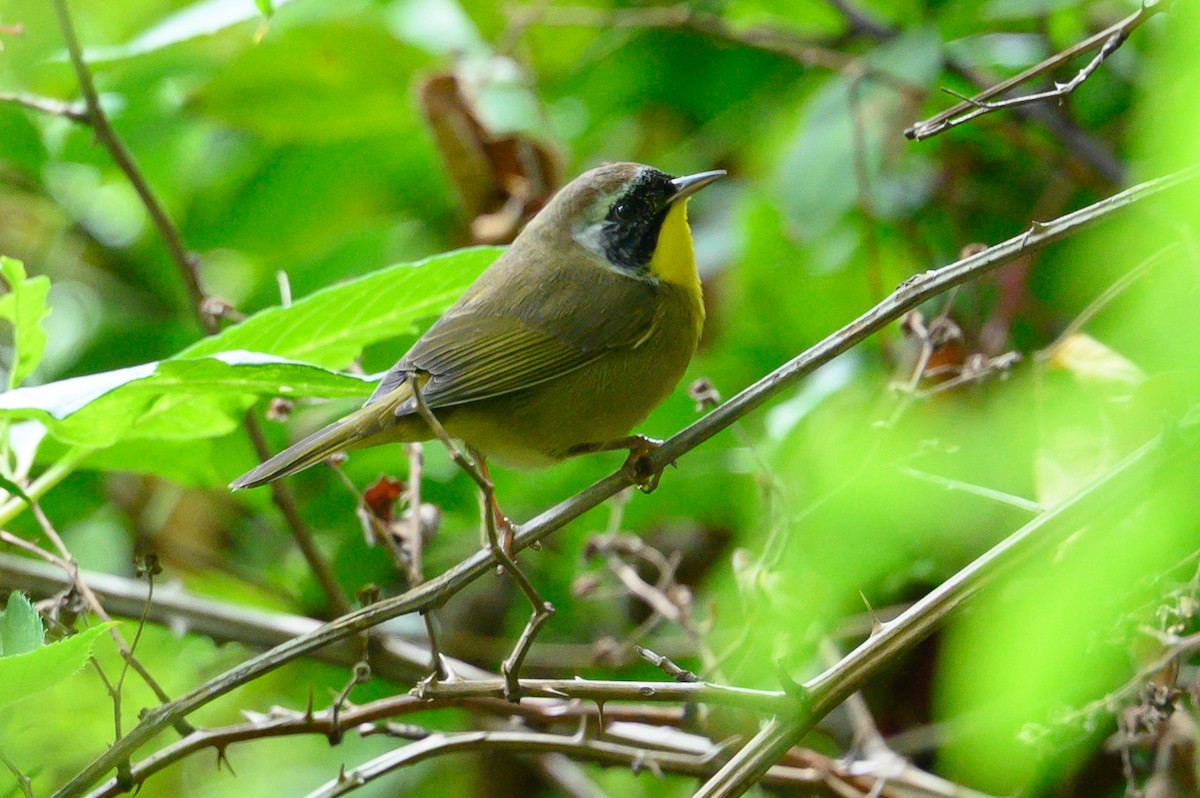Common Yellowthroat - ML642755381