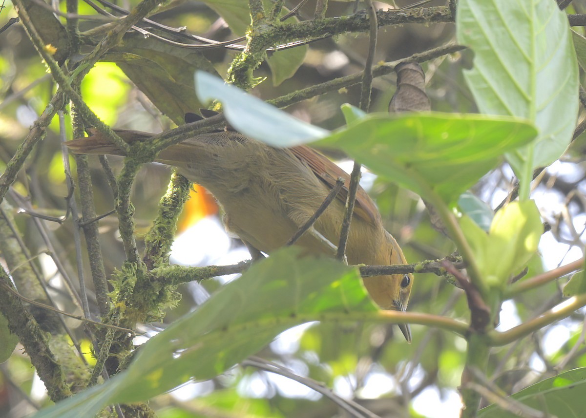 Buff-fronted Foliage-gleaner - ML642755386