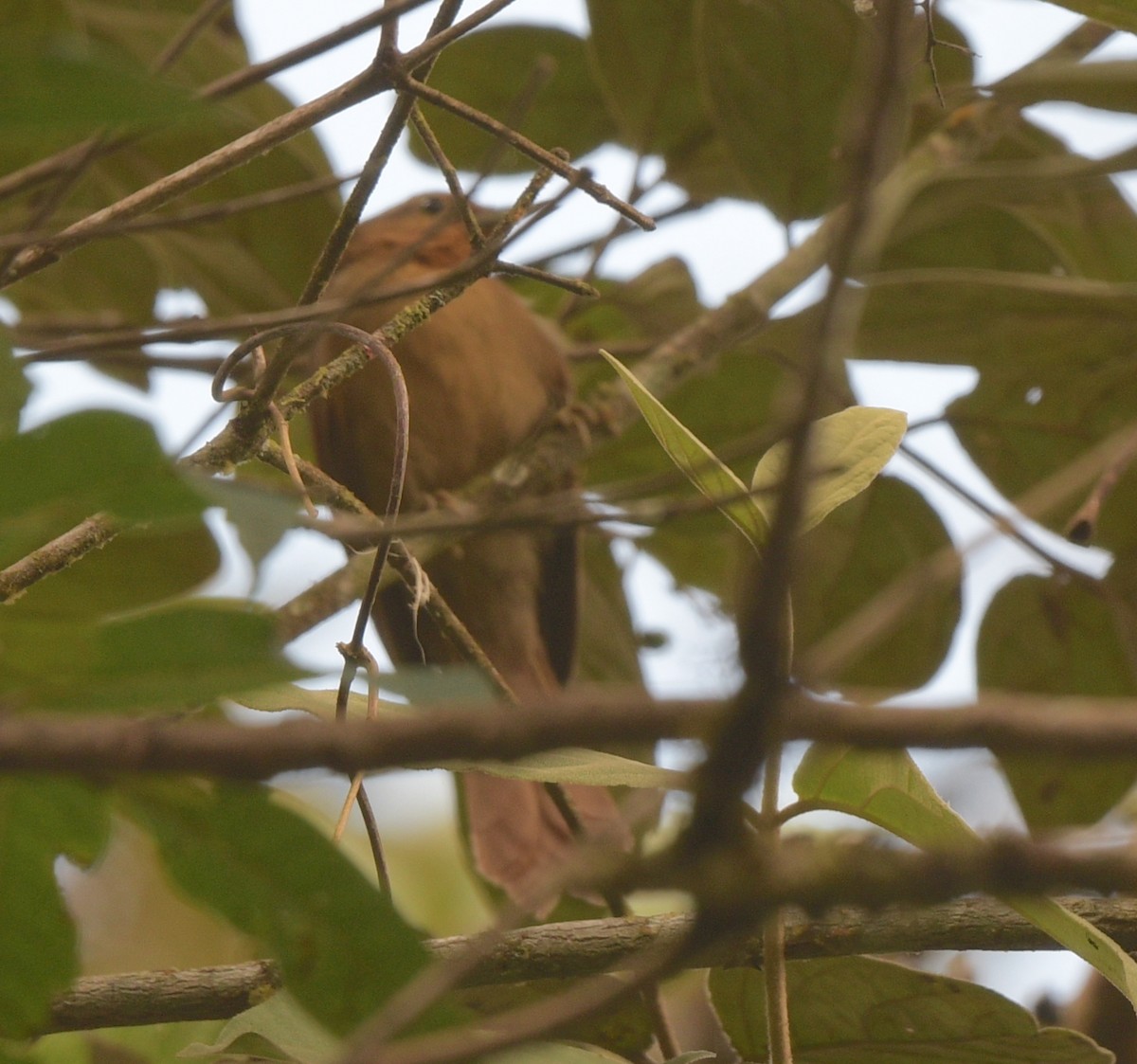 Buff-fronted Foliage-gleaner - ML642755387