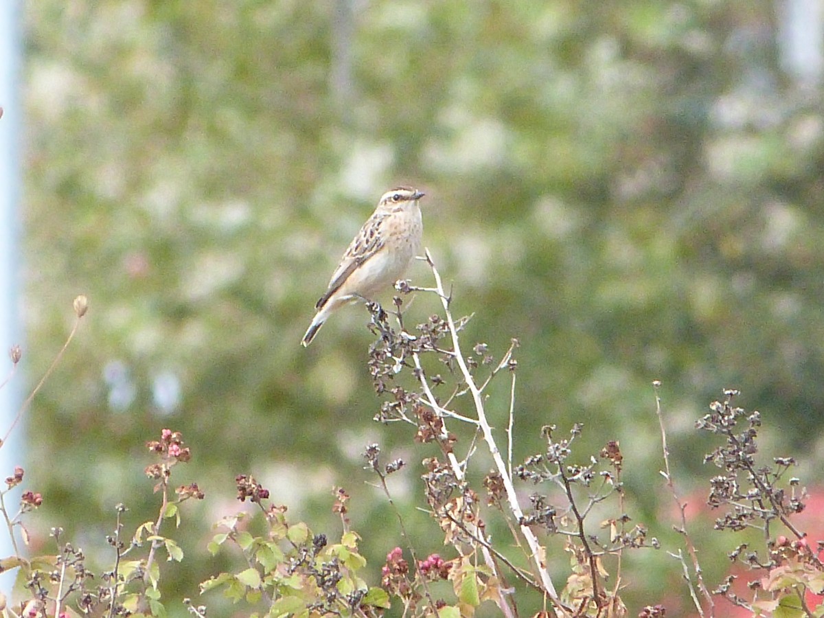 Whinchat - ML642755390
