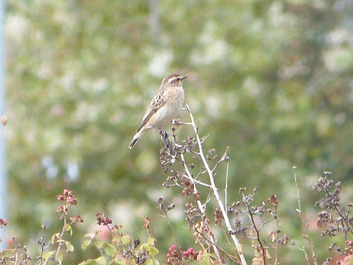 Whinchat - ML642755399