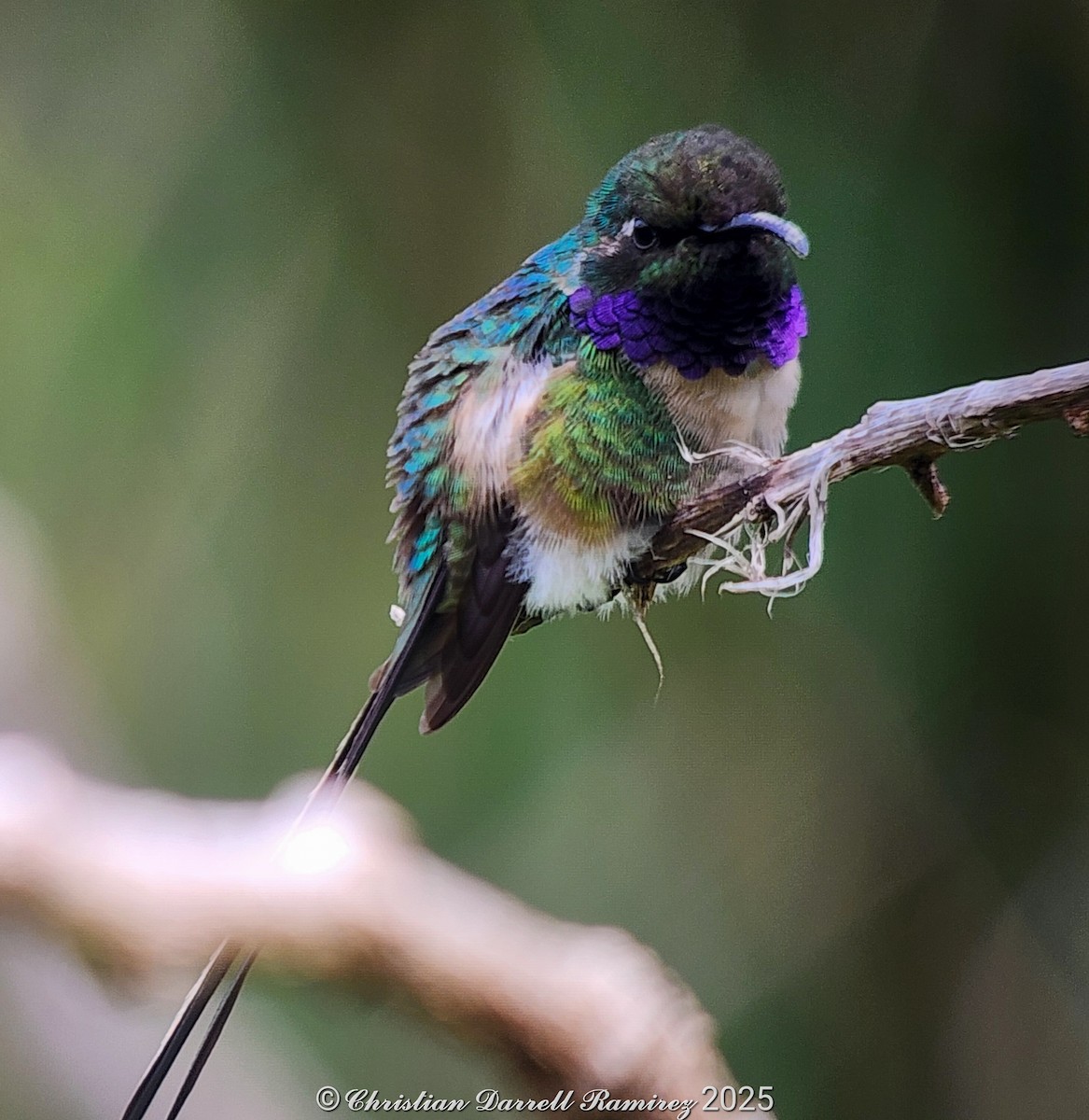 Slender Sheartail - ML642755401