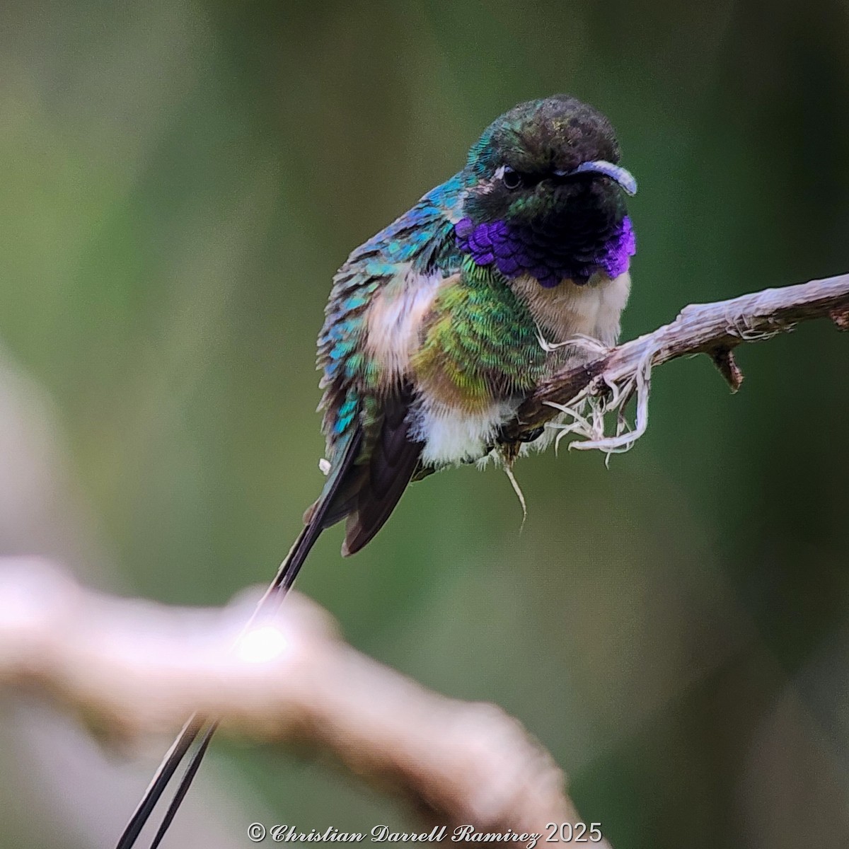 Slender Sheartail - ML642755402