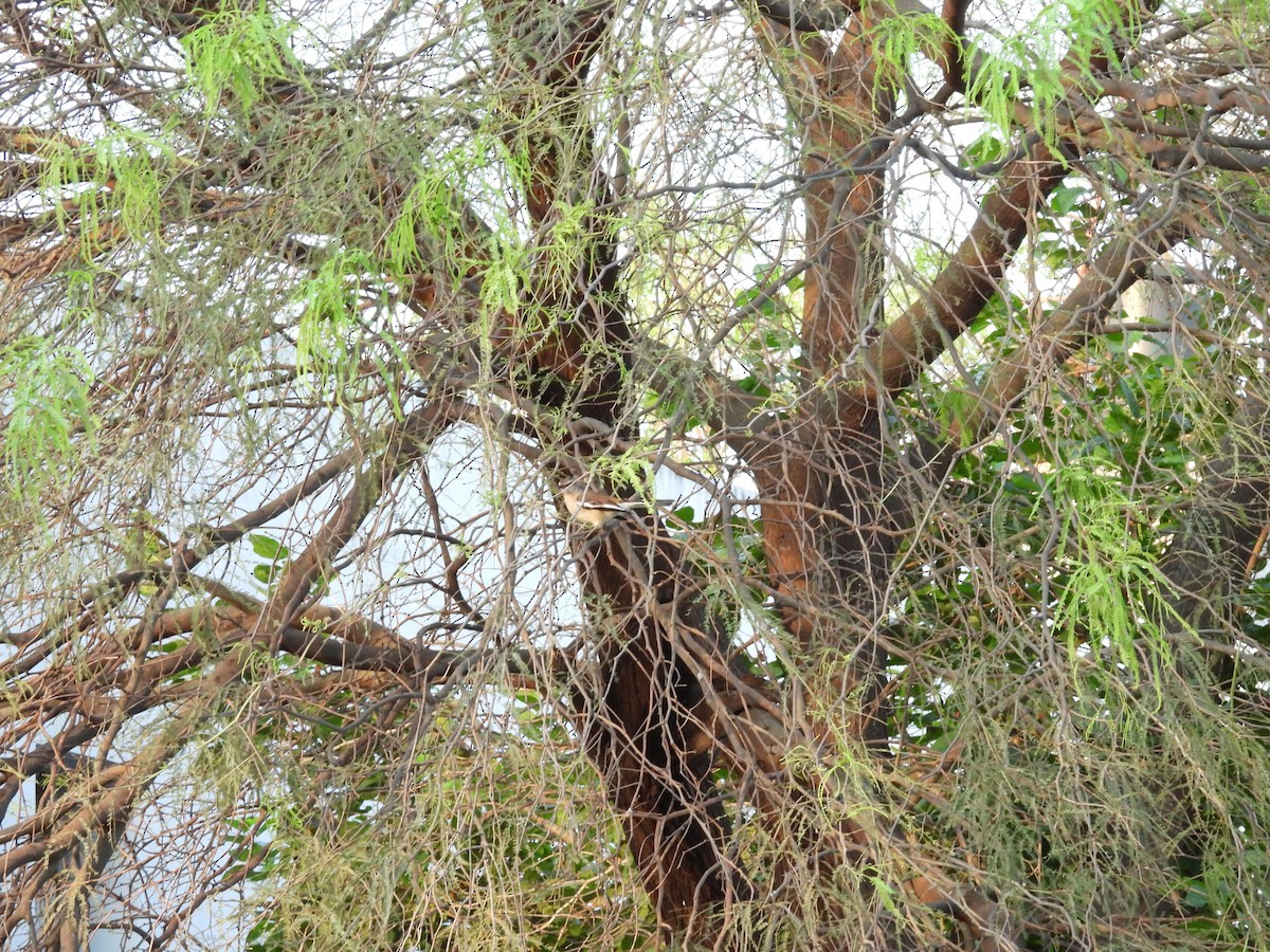 White-banded Mockingbird - ML642755423