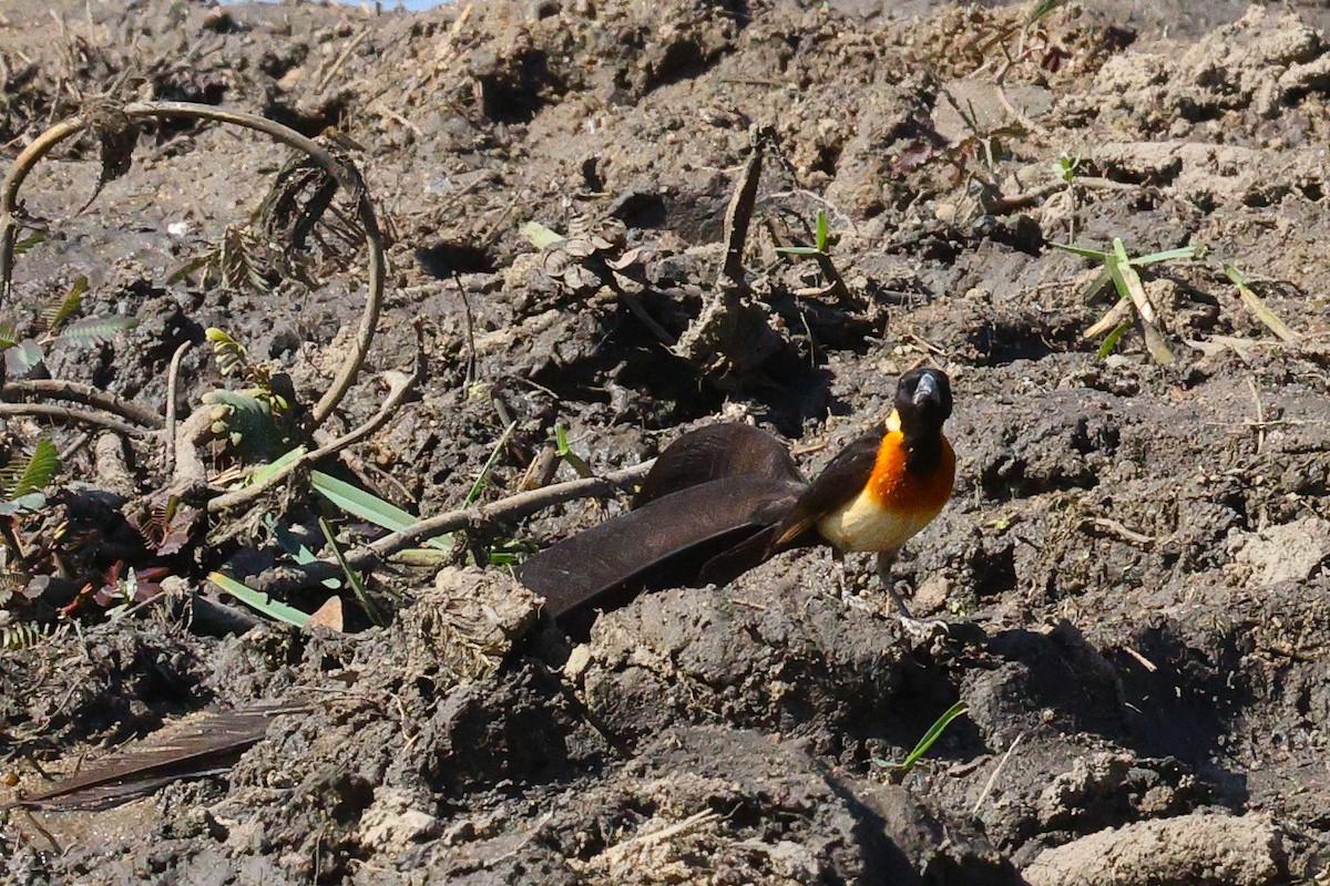 Eastern Paradise-Whydah - ML642755429