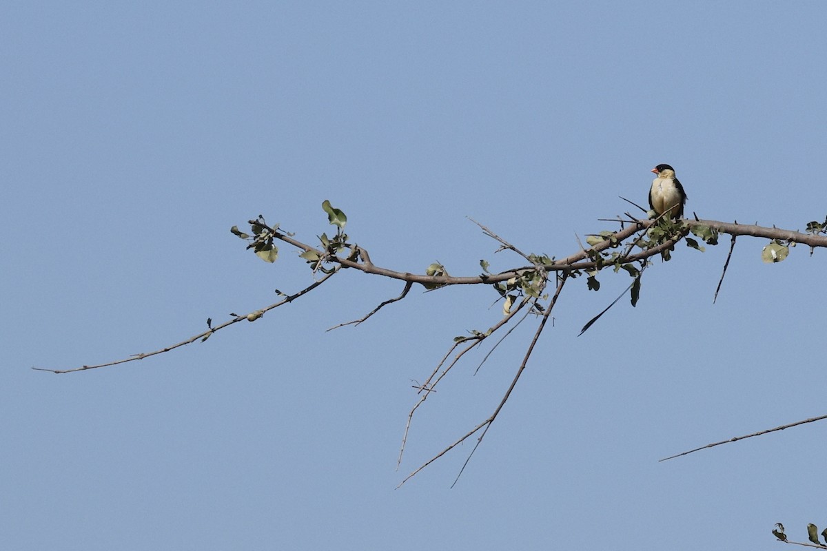 Shaft-tailed Whydah - ML642755431