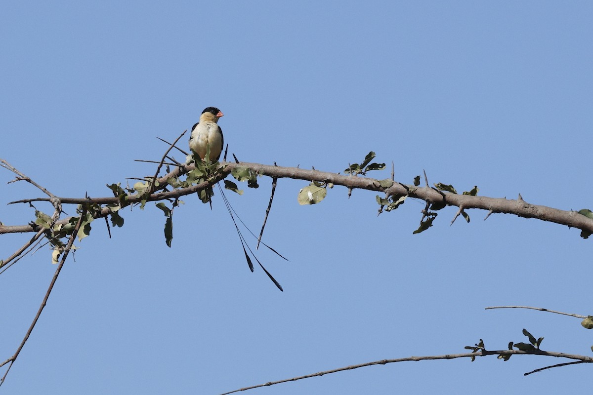 Shaft-tailed Whydah - ML642755432