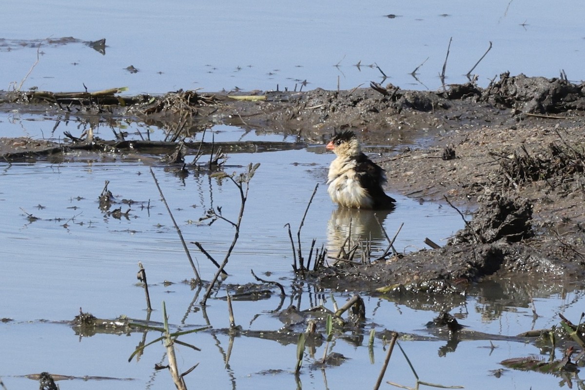 Shaft-tailed Whydah - ML642755433