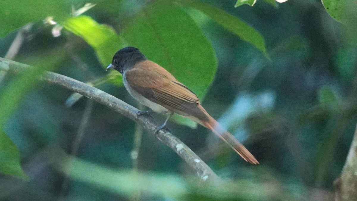 Amur Paradise-Flycatcher - ML642755436