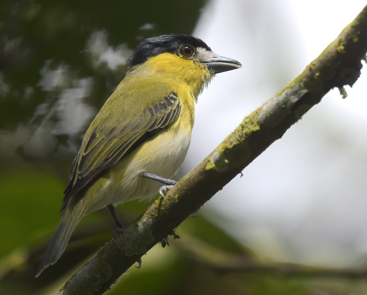 Green-backed Becard (Yellow-cheeked) - ML642755439