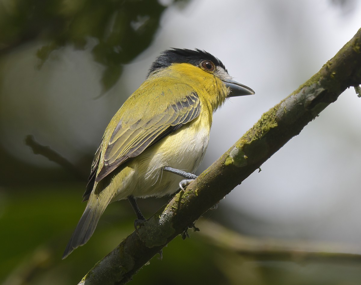 Green-backed Becard (Yellow-cheeked) - ML642755440