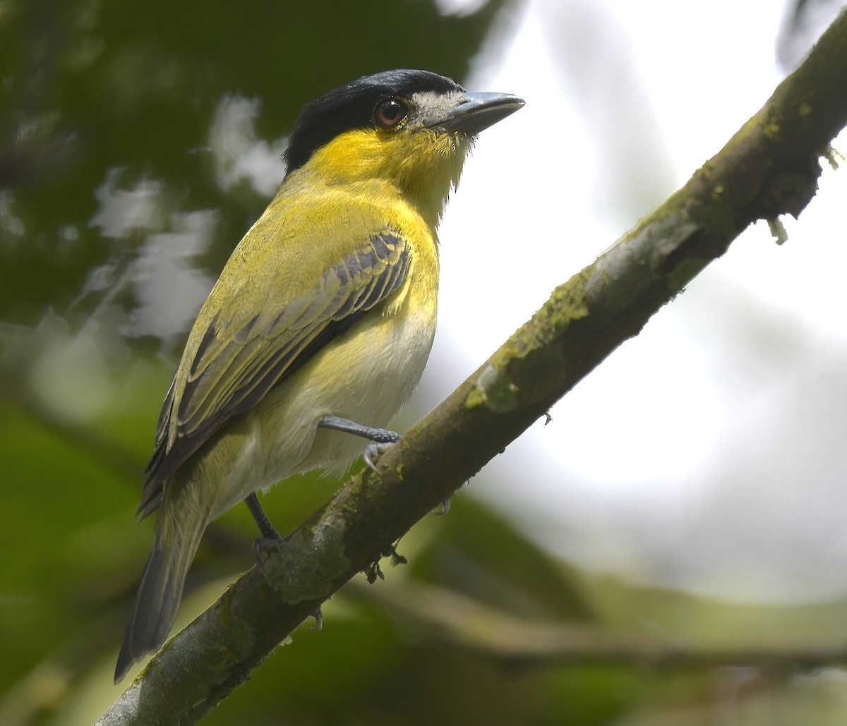 Green-backed Becard (Yellow-cheeked) - ML642755441