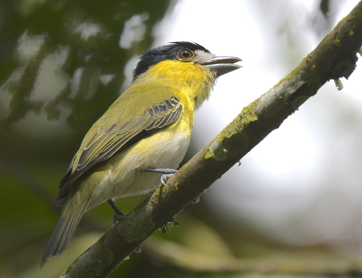 Green-backed Becard (Yellow-cheeked) - ML642755442