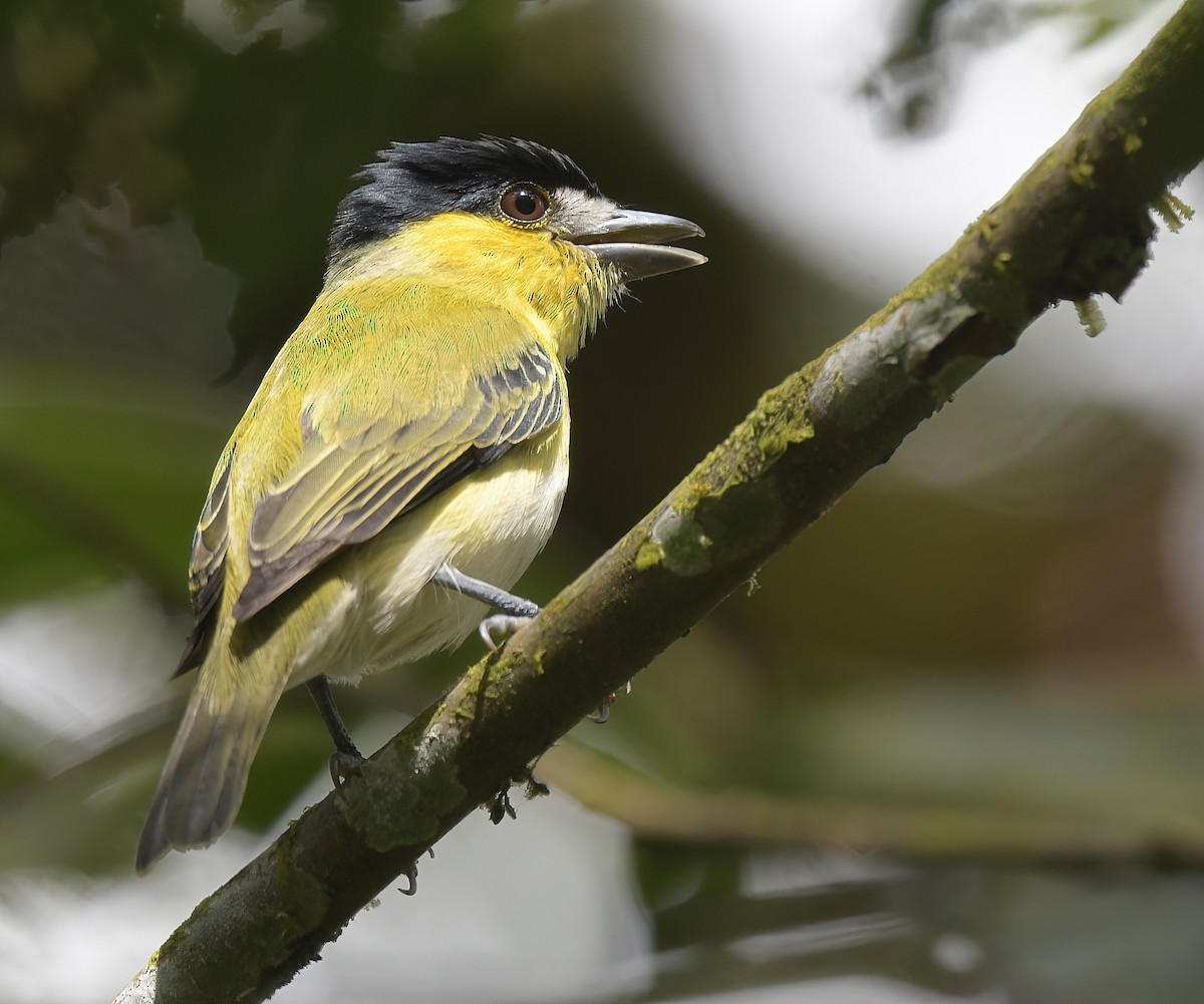 Green-backed Becard (Yellow-cheeked) - ML642755443