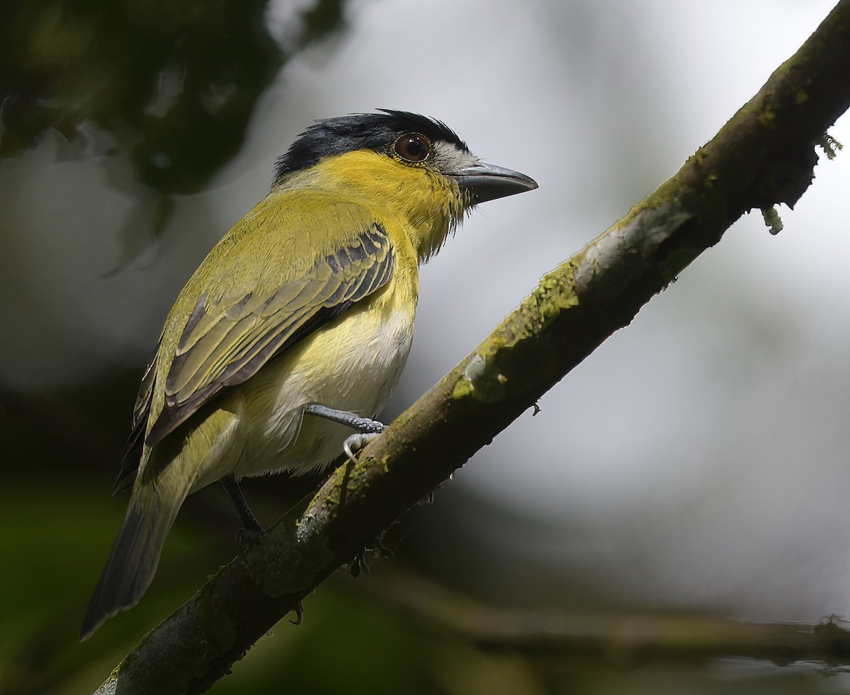 Green-backed Becard (Yellow-cheeked) - ML642755444