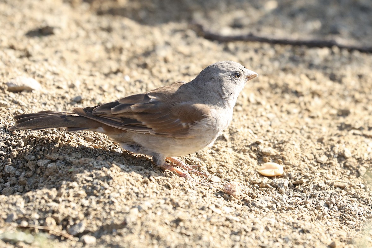 Southern Gray-headed Sparrow - ML642755447
