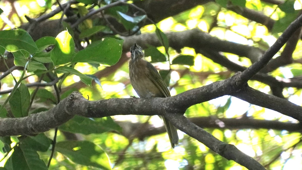 Mountain Bulbul - ML642755448