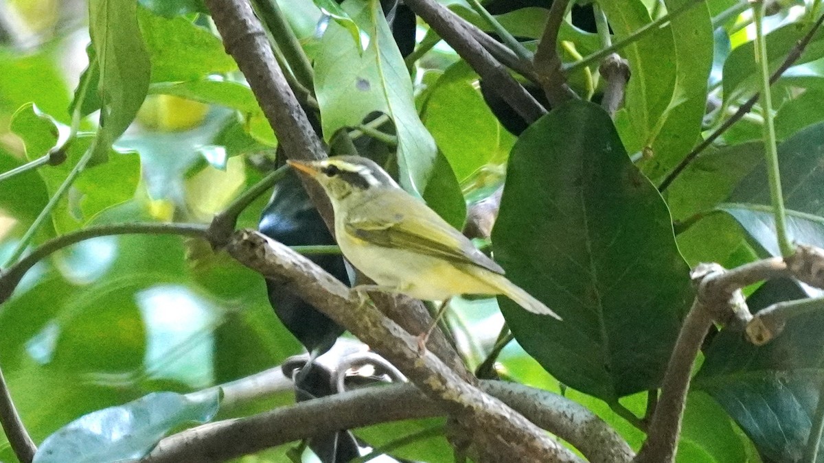 Eastern Crowned Warbler - ML642755452