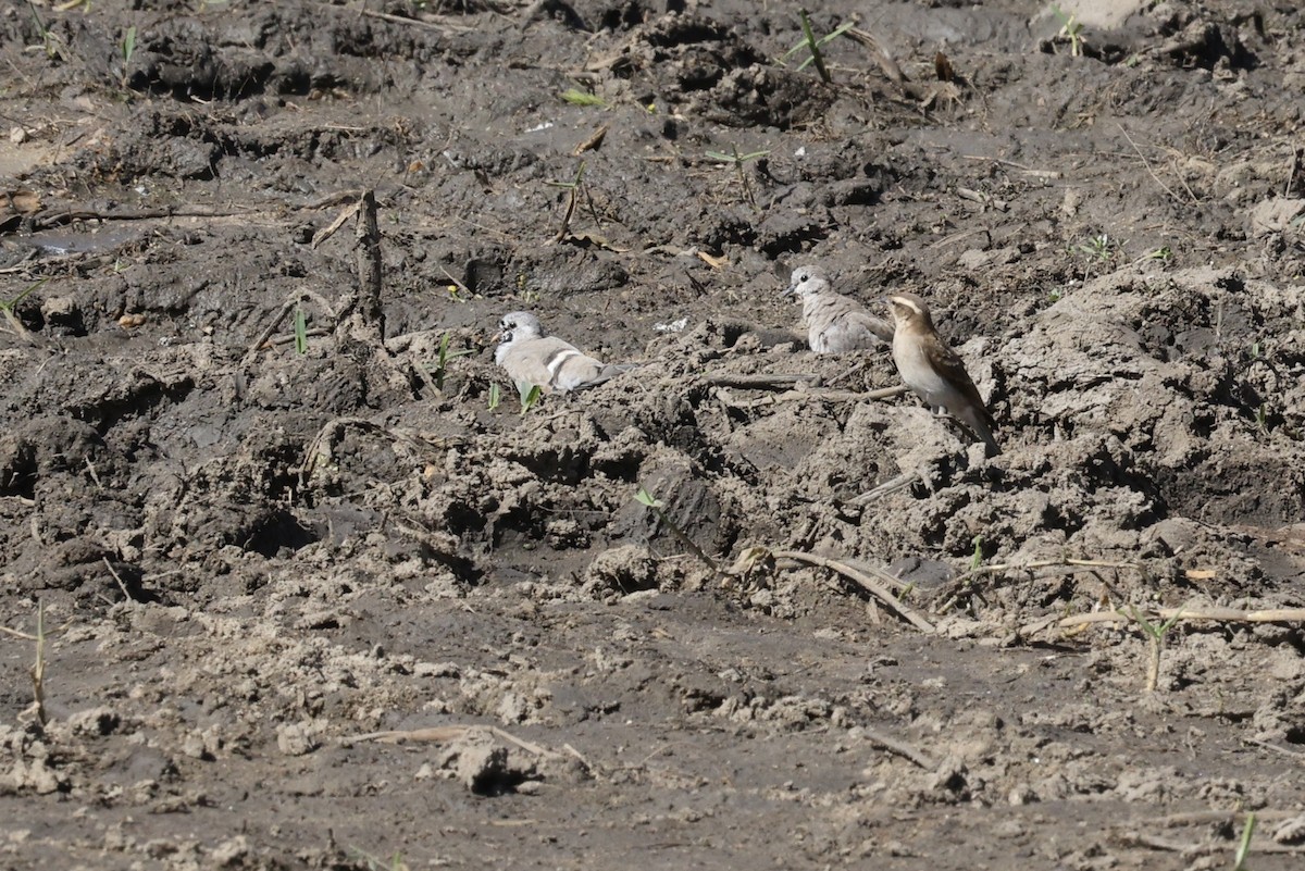 Yellow-throated Bush Sparrow - ML642755453