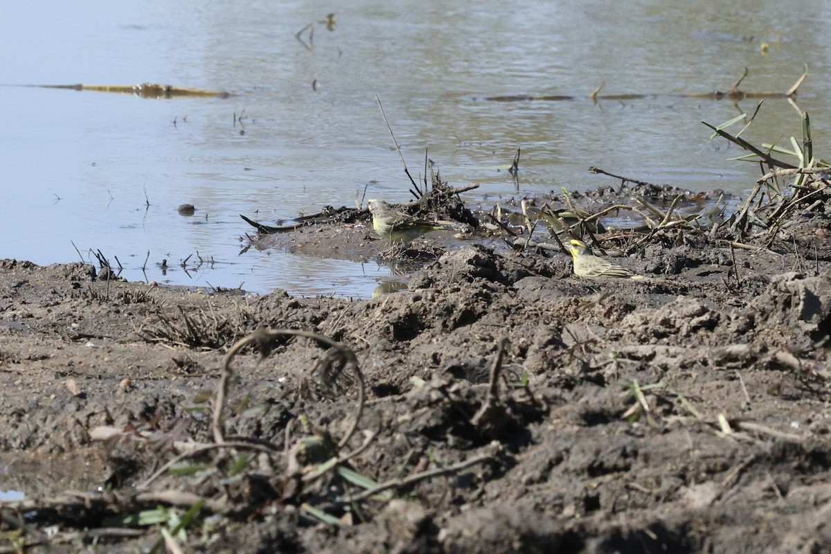 Yellow-fronted Canary - ML642755456